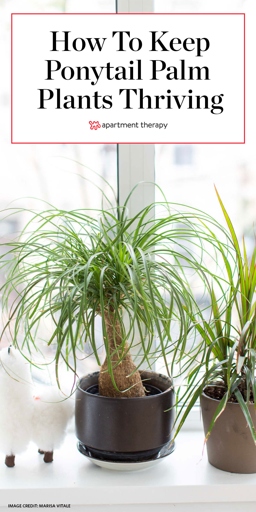 One possible reason for a ponytail palm trunk to be soft or dead is that the plant is not getting enough water.
