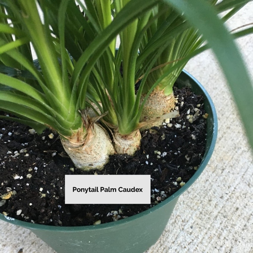 One possible reason for a ponytail palm's trunk to become soft is low light.