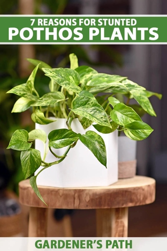 One possible reason for a pothos not growing could be improper nutrients.