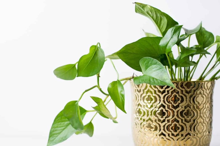 One possible reason for a pothos not growing is that it is in a state of dormancy.