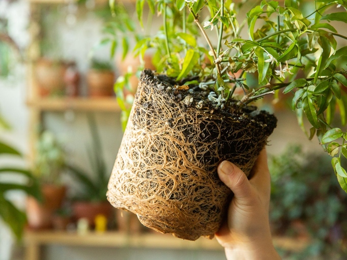 One possible reason for a pothos not growing is that it is root bound, meaning the roots have become too entangled and constricted for the plant to continue growing.