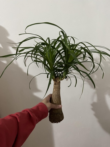 One possible reason for a soft trunk on a ponytail palm is that the roots are too strong.