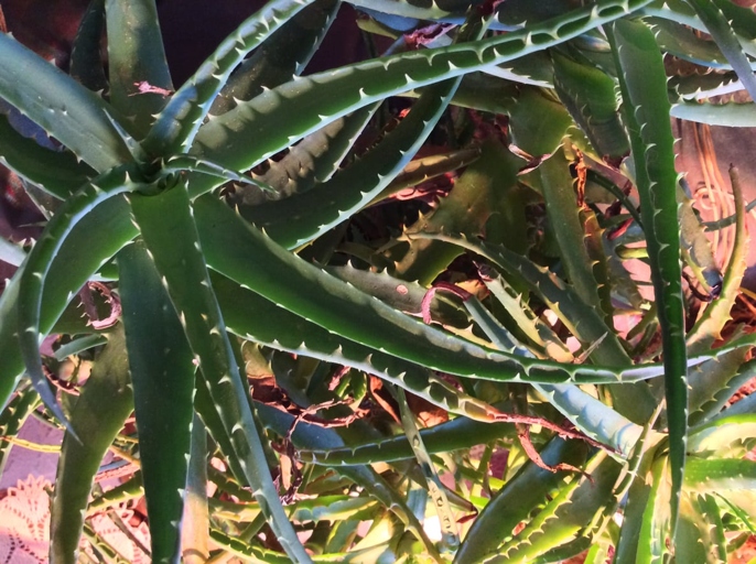 One possible reason for aloe vera leaves bending is low temperature.