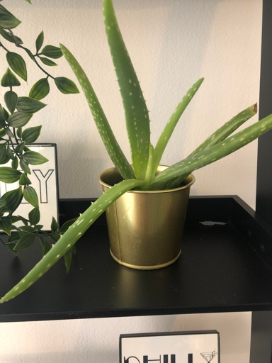 One possible reason for aloe vera plant leaves bending is that the plant is getting too much sun.
