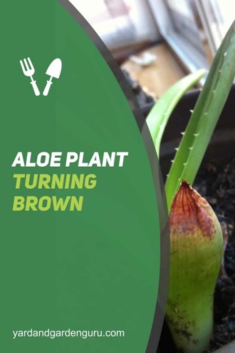 One possible reason for an Aloe plant turning brown and mushy is C- Basal Stem Rot.
