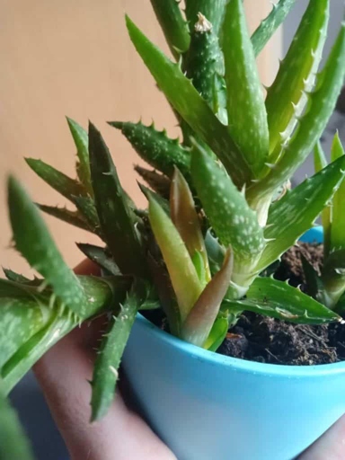 One possible reason for an aloe plant turning brown and mushy is temperature stress.