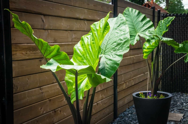 One possible reason for an elephant ear plant dripping water is that the plant is transpiring.