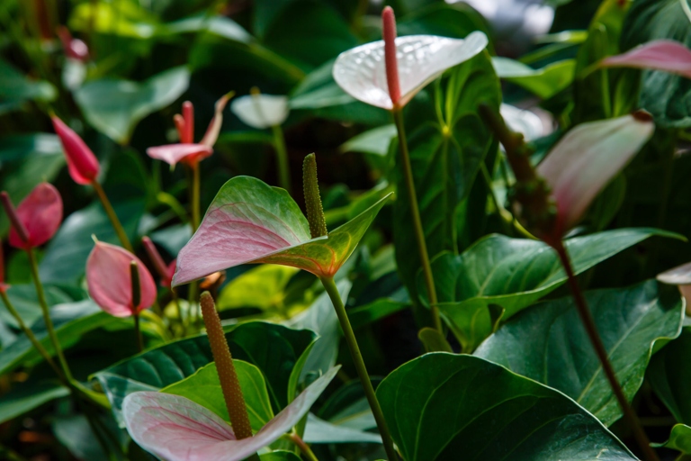 One possible reason for anthurium leaves curling is temperature stress.
