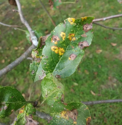 One possible reason for apple tree leaves turning red is a lack of nitrogen in the soil.