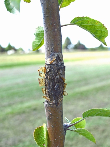 One possible reason for apple tree leaves turning red is low oxygen levels in the soil.