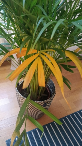One possible reason for areca palm leaves turning yellow is salt build-up in the soil.