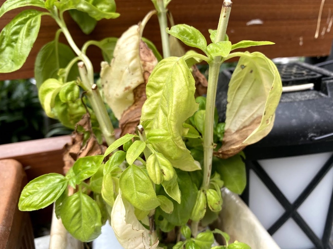 One possible reason for basil leaves turning white is temperature stress.
