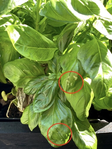 One possible reason for basil leaves turning white is white fly infestation.