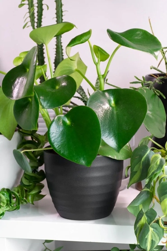 One possible reason for black leaves on a peperomia plant is poor drainage.