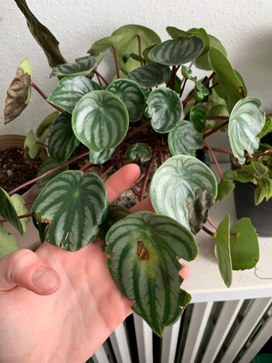One possible reason for black leaves on a peperomia plant is too much direct sunlight.
