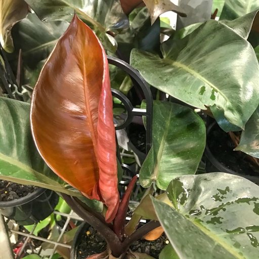 One possible reason for black leaves on a philodendron plant is a lack of nutrition.