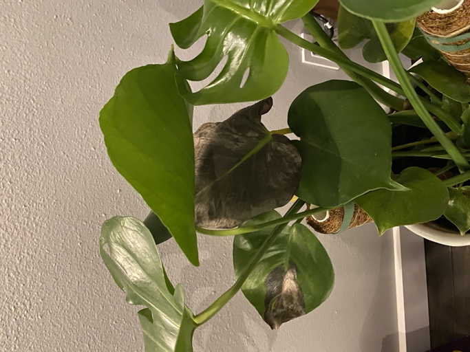 One possible reason for black leaves on a Philodendron plant is heat stress.