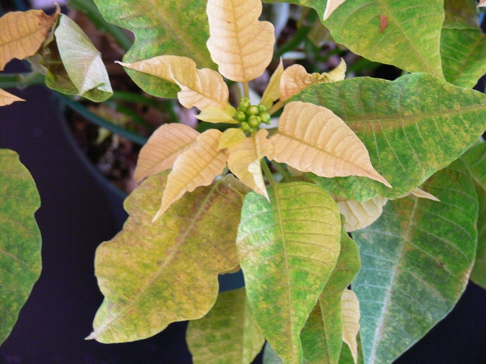 One possible reason for black leaves on a poinsettia is a lack of nutrition.