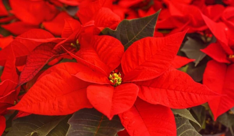 One possible reason for black leaves on a poinsettia plant is salt build-up in the soil.