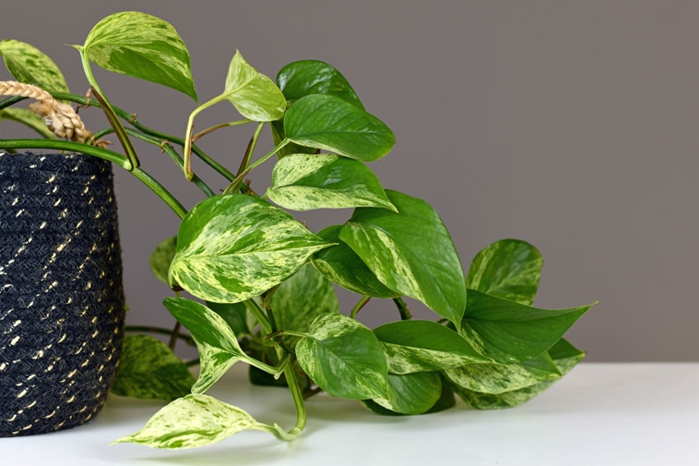One possible reason for black leaves on a pothos plant is excessive watering.