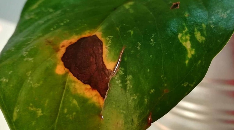 One possible reason for black leaves on a pothos plant is over-fertilizing.