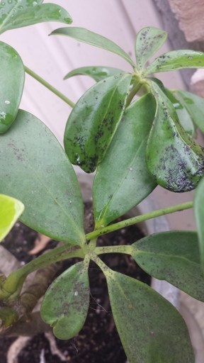 One possible reason for black leaves on a schefflera plant is Alternaria leaf spot, which is caused by a fungus.