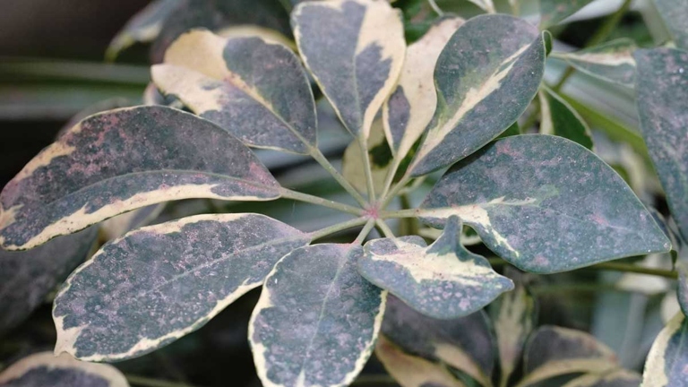 One possible reason for black leaves on a Schefflera plant is heat stress.