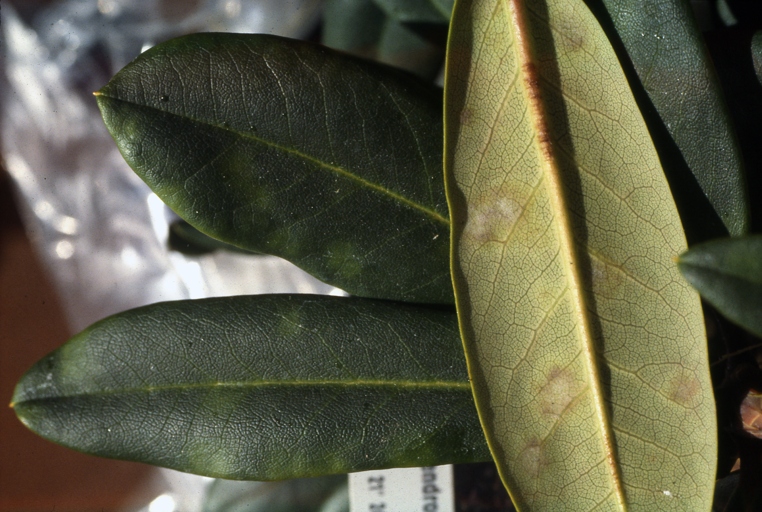 One possible reason for black leaves on rhododendron is low humidity.