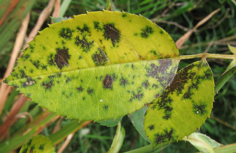 One possible reason for black spots on leaves is a fungal disease called black spot.