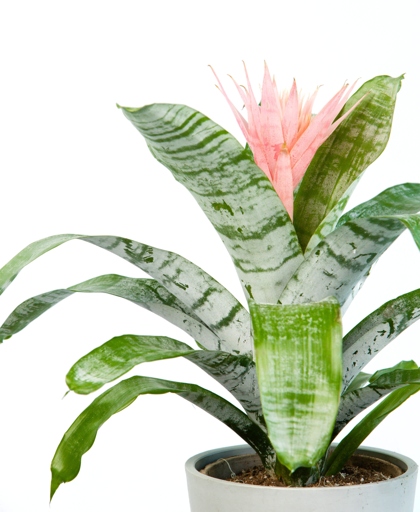 One possible reason for bromeliad leaves curling is dry air.