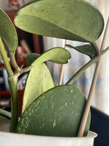 One possible reason for brown spots on a hoya plant is powdery mildew.