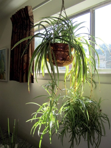 One possible reason for brown spots on a spider plant is a nutrient deficiency.