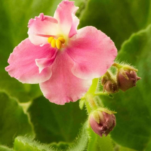 One possible reason for brown spots on African Violet leaves is the presence of foliar nematodes.