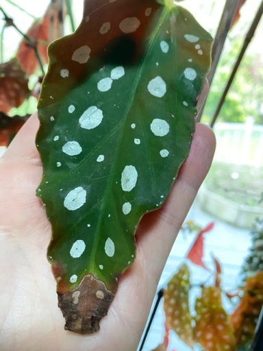 One possible reason for brown spots on begonia leaves is edema, which is caused by an imbalance of water in the plant.