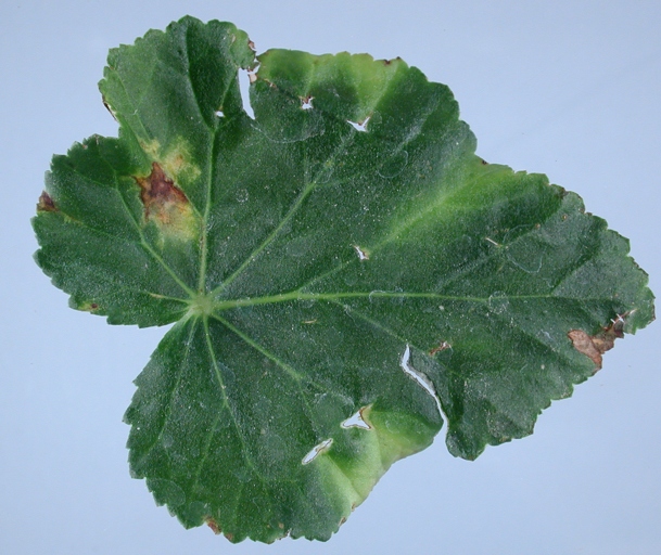 One possible reason for brown spots on begonia leaves is poor air circulation.