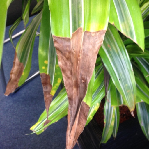One possible reason for brown spots on Dracaena leaves is poor air circulation.