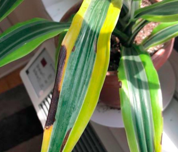 One possible reason for brown spots on Dracaena leaves is poor water quality.