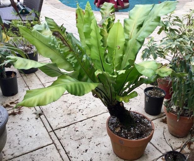 One possible reason for brown tips on a bird's nest fern could be salt build-up in the potting medium.