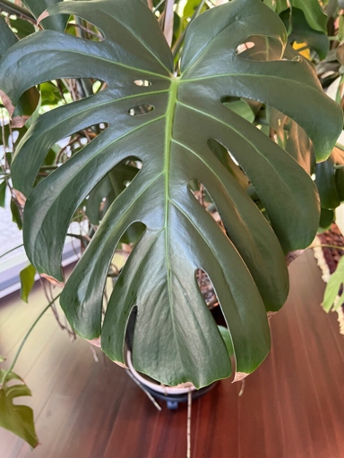 One possible reason for brown tips on a monstera plant is improper potting soil.