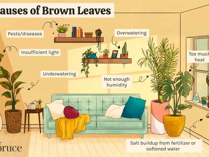 One possible reason for browning leaves is low humidity.