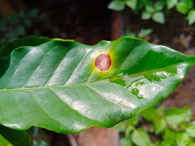 One possible reason for browning leaves on a rubber plant is cercospora, a type of fungus.
