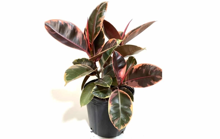 One possible reason for browning leaves on a rubber plant is temperature stress.