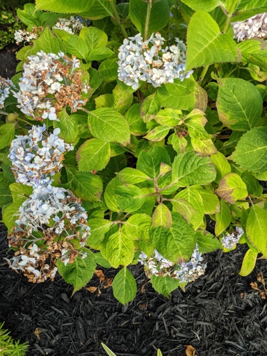 One possible reason for browning leaves on hydrangeas is a nutrient deficiency or excess.