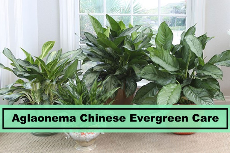One possible reason for Chinese Evergreen leaves drooping is that the plant is not getting enough water.
