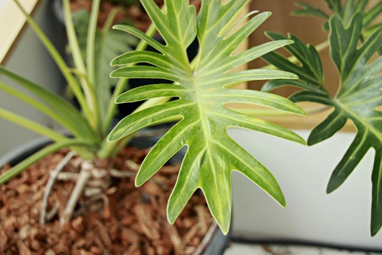 One possible reason for chlorosis, or yellowing, of philodendron leaves is lack of iron in the soil.