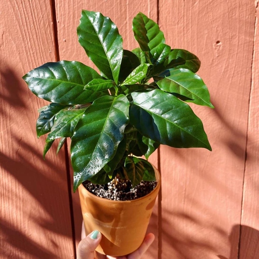 One possible reason for coffee plant leaves curling after repotting is that the plant is not getting enough water.