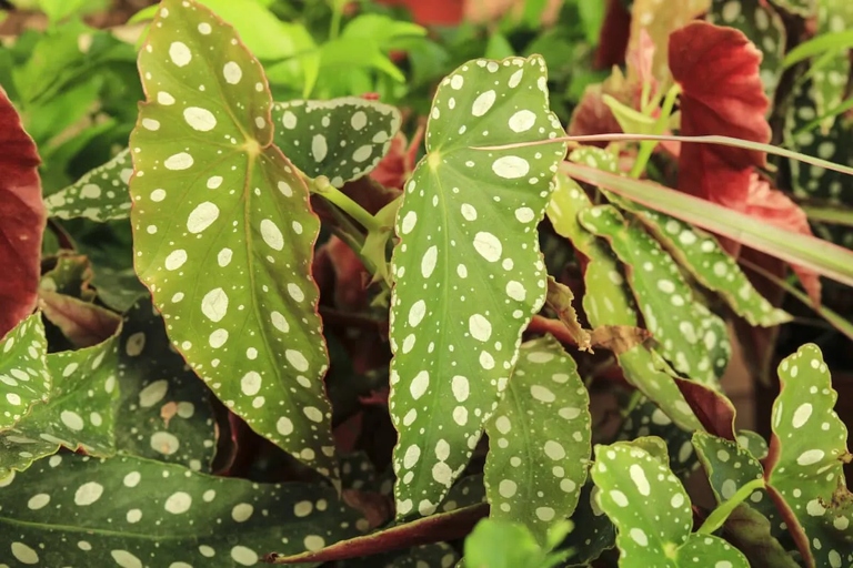 One possible reason for curling leaves is insufficient light, so try moving your begonia to a sunnier spot.