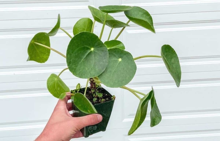 One possible reason for curling leaves on a Chinese money plant is low light.