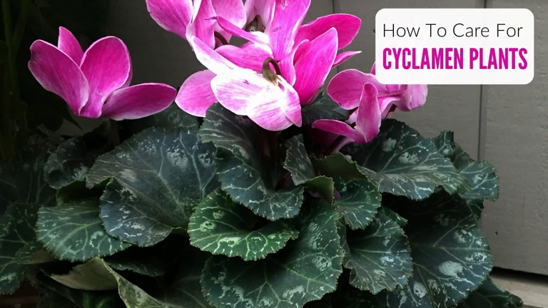 One possible reason for cyclamen leaves turning yellow is that the plant is not getting enough water.