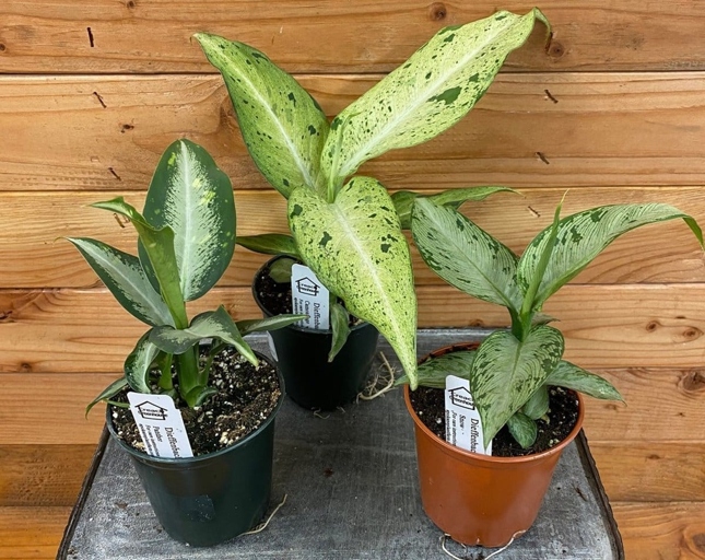 One possible reason for Dieffenbachia leaves turning brown is a disease called Phytophthora root and stem rot.